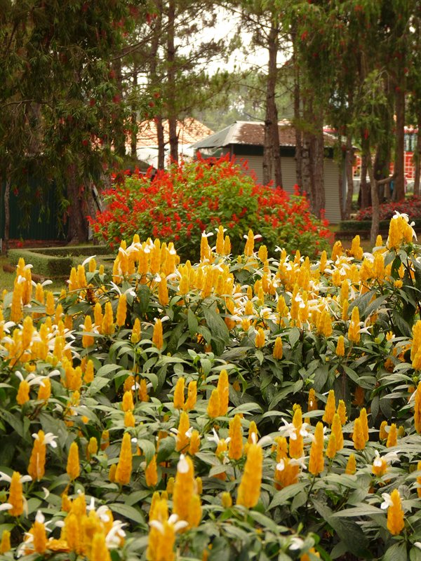 Flowers at Bao Dai's Palace