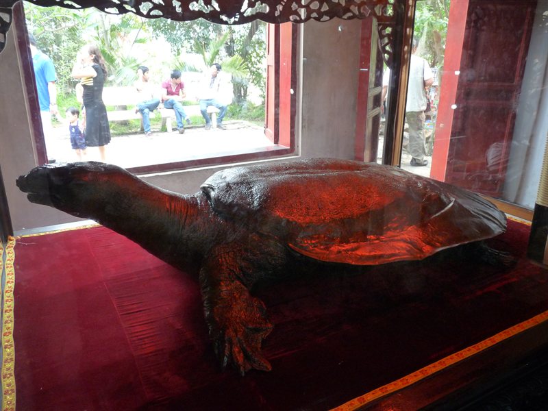 Tortoise from the lake