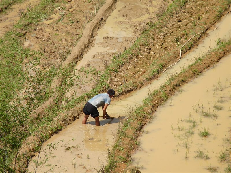 Working in the paddy fields