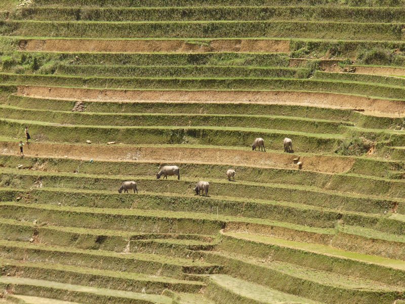 Water buffalo grazing in the paddy fields