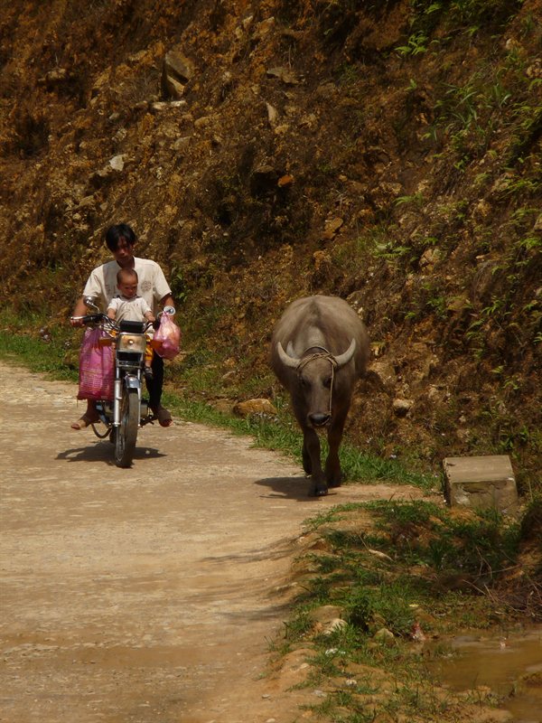 Herding the water buffalo
