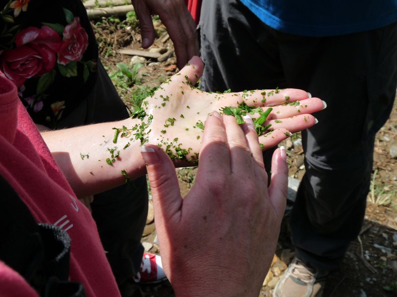 Claire trying to create indigo dye from some leaves