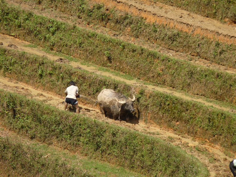 Ploughing the paddy fields using a water buffalo