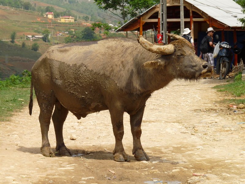 Water buffalo on the road during the trek