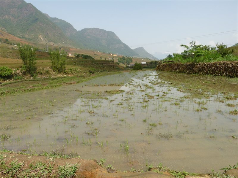 View across the paddy fields