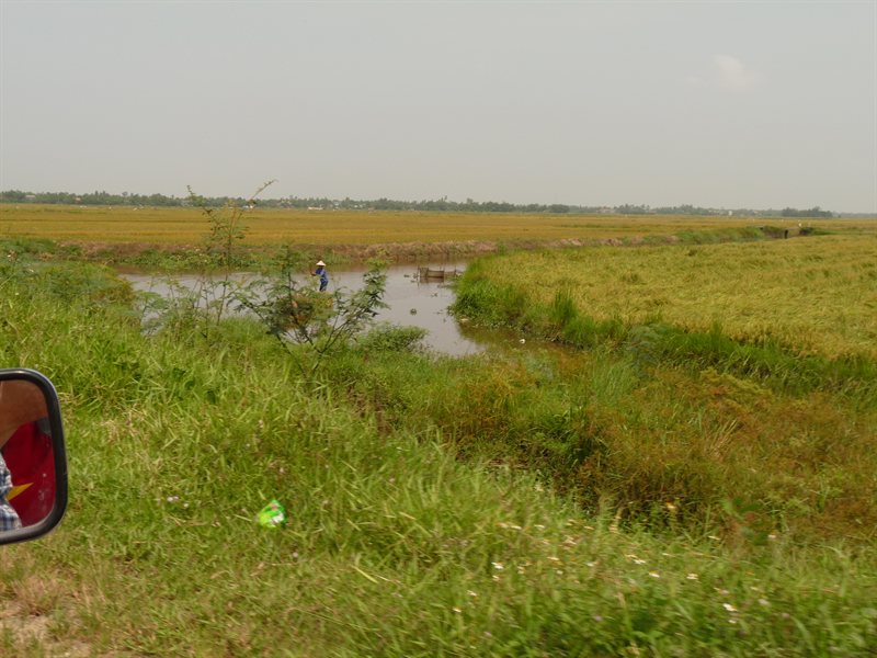 Rice fields