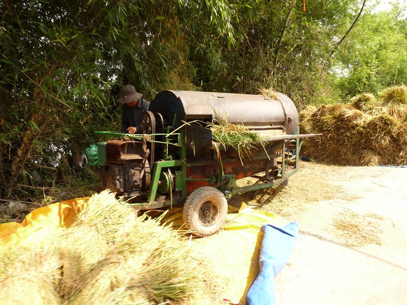 Machine used for separating rice grains from the stalks