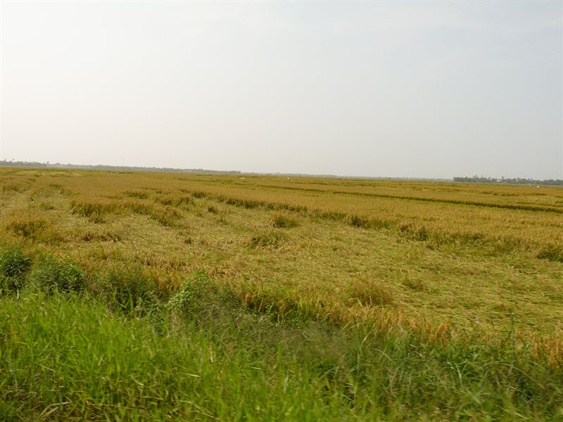 Rice fields ready for harvest