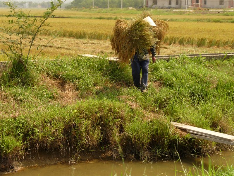 Carrying the rice from the fields