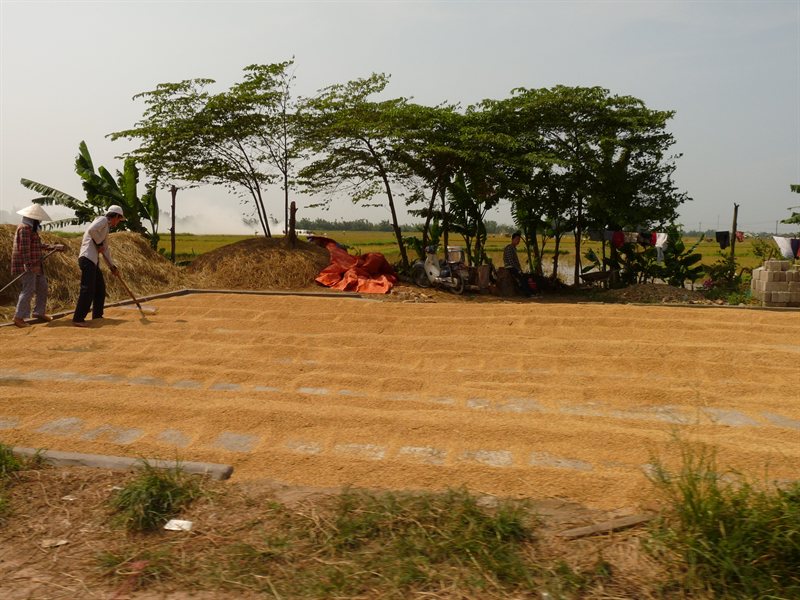 Laying out the rice grains to dry