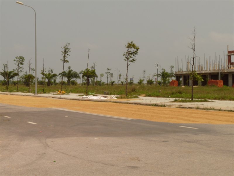 Rice grains drying on the road