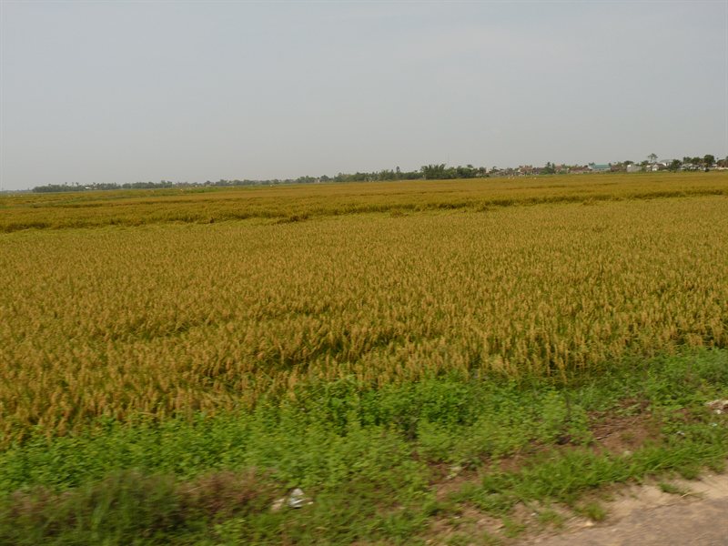 Rice fields