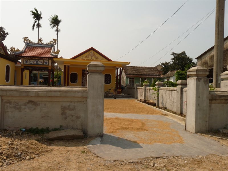 Drying rice grains, even outside the temple