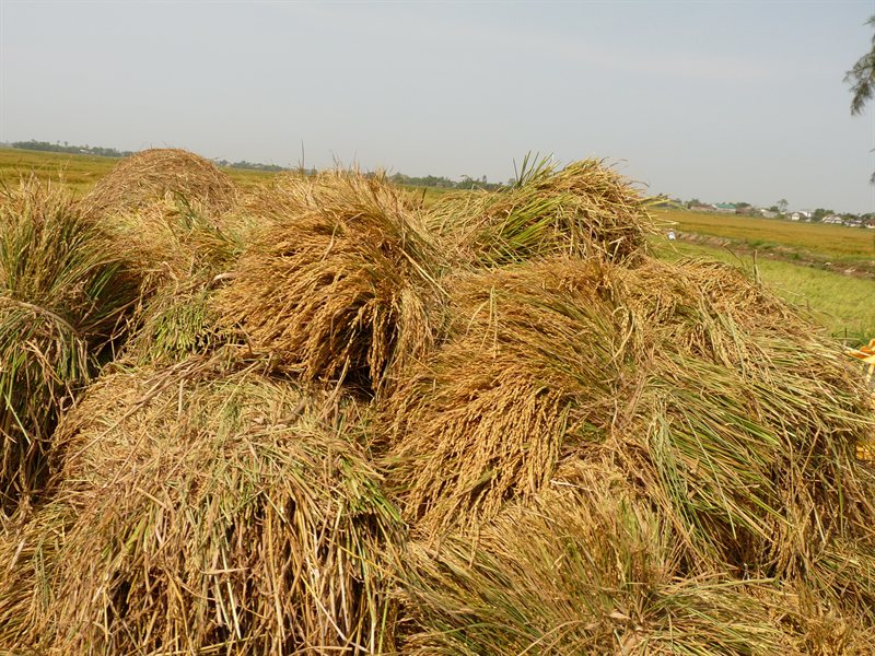 Piles of rice plants on the side of the road
