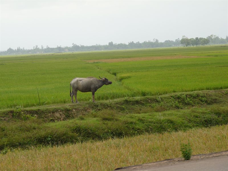 Water buffalo at the side of the road