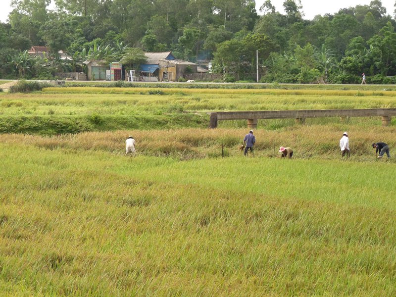 Working in the fields