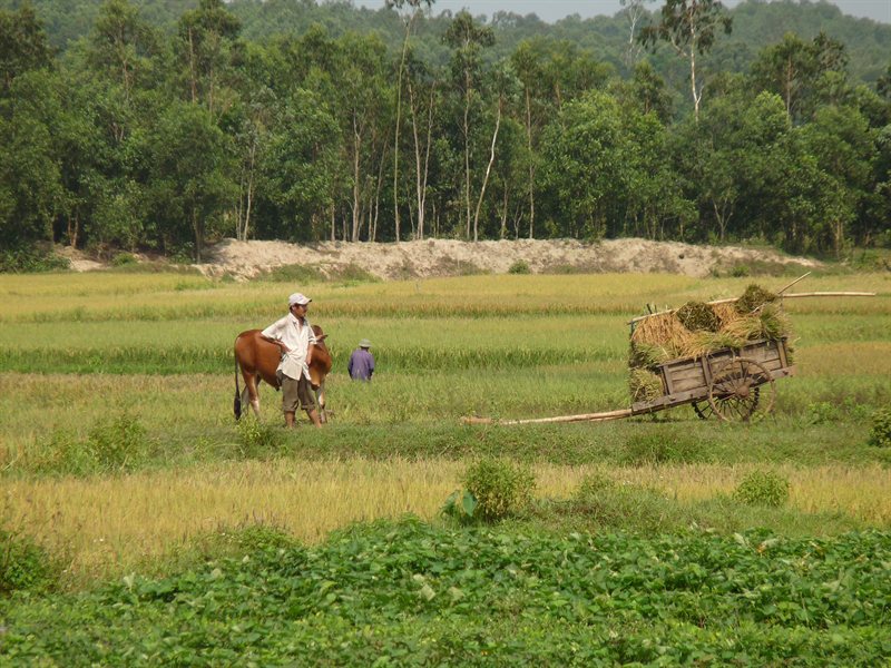 Working in the fields