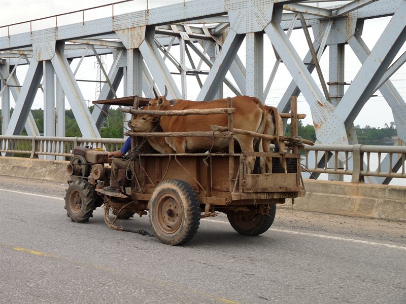 Transporting lifestock