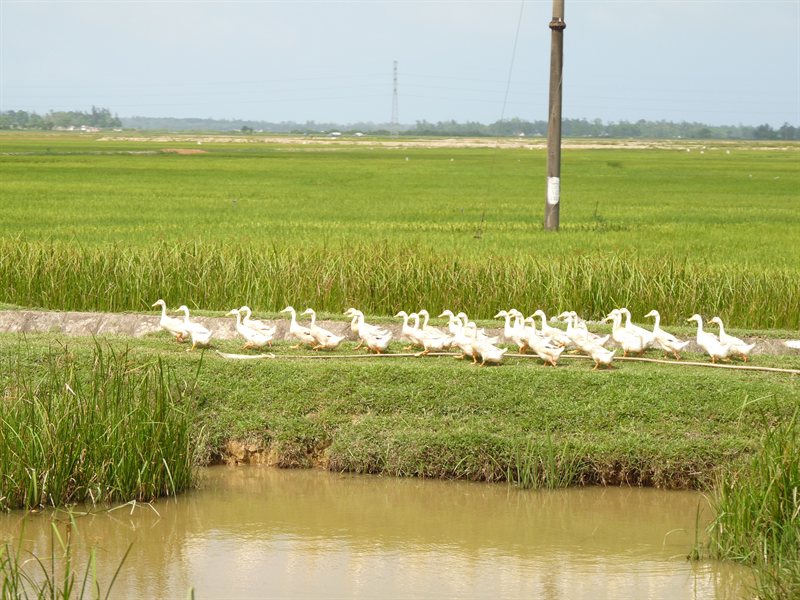 Ducks alongside the road