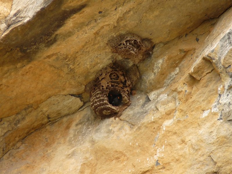 Birds nests clinging to the rock face