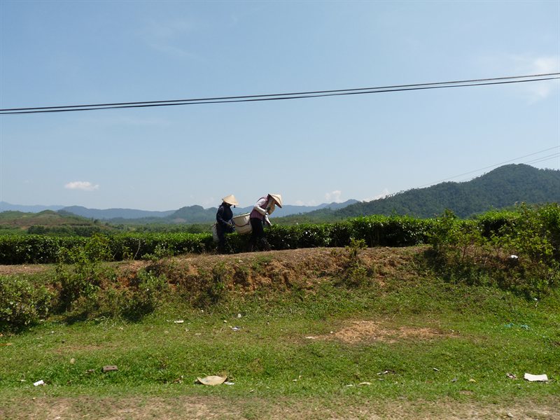 Tea plantations on the way to Da Nang