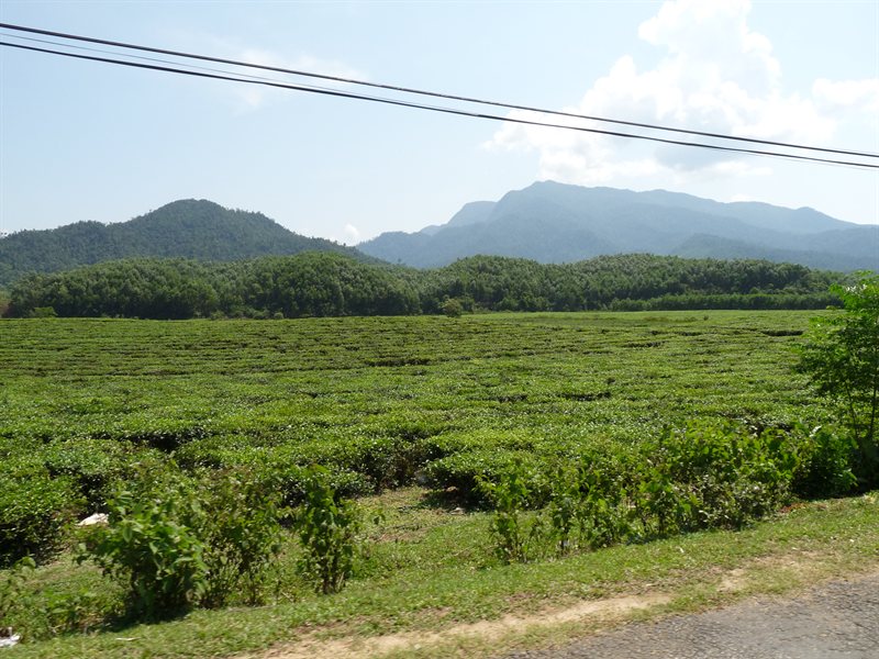 Tea plantations on the way to Da Nang