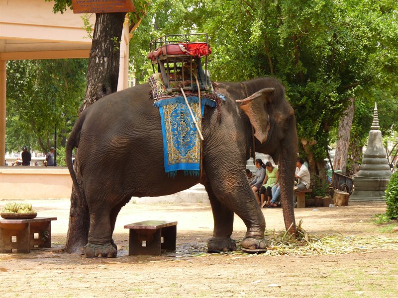 Elephant at Wat Phnom