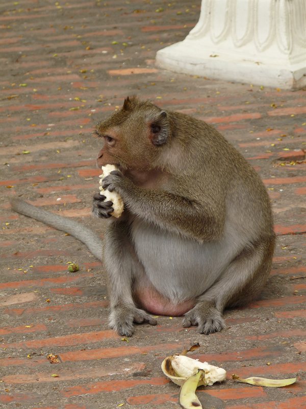 Monkey at Wat Phnom