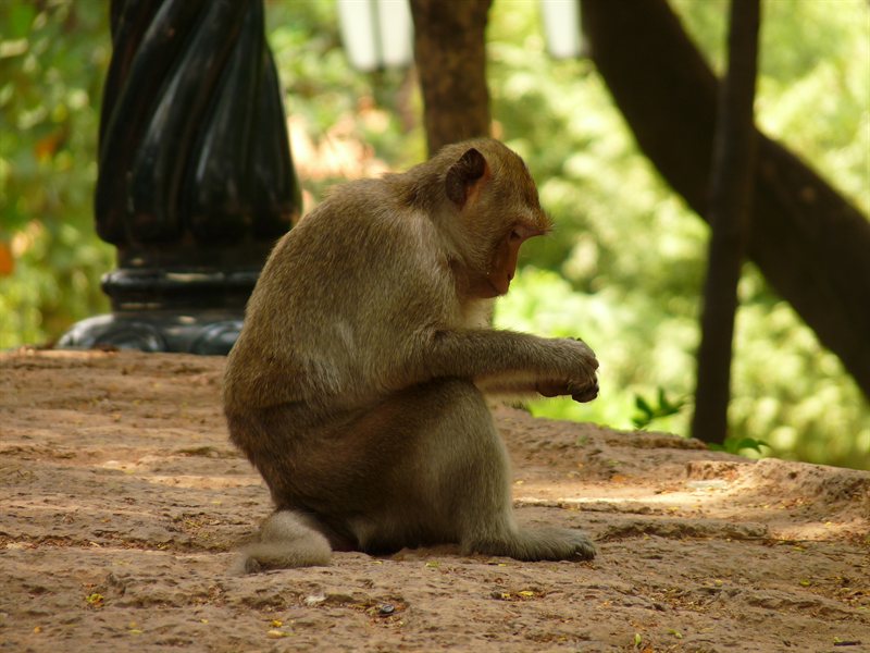 Monkey at Wat Phnom