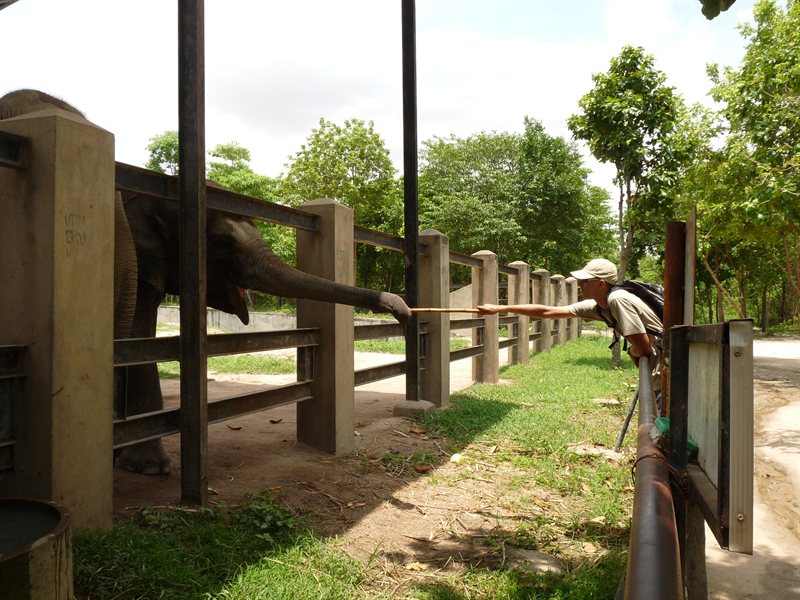 Ed feeding sugar cane to an elephant at Phnom Tamao Wildlife Sanctuary