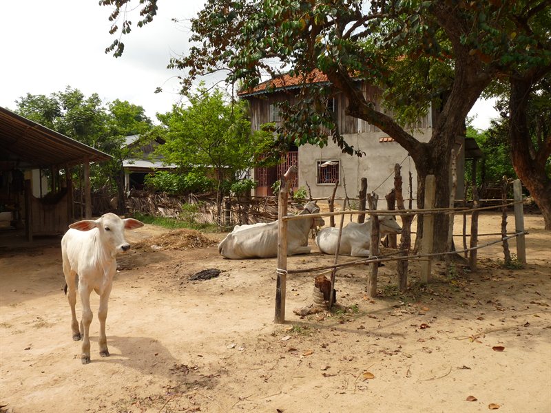Oxen in one of the villages