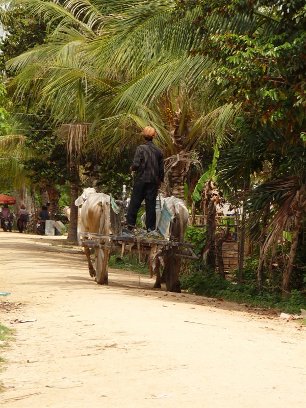 Oxen pulling a cart through one of the villages