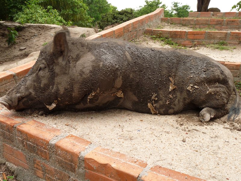 Boar at Phnom Tamao Wildlife Sanctuary