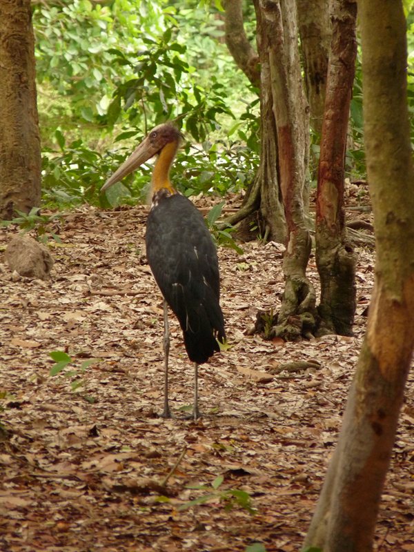 Stork at Phnom Tamao Wildlife Sanctuary