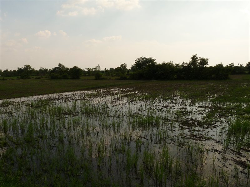 Rice paddies