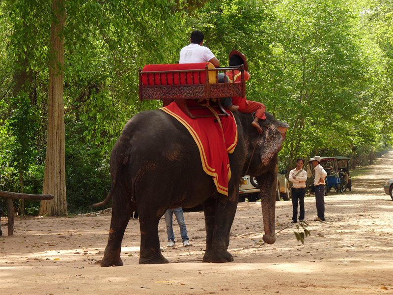 Elephant at Bayon Temple