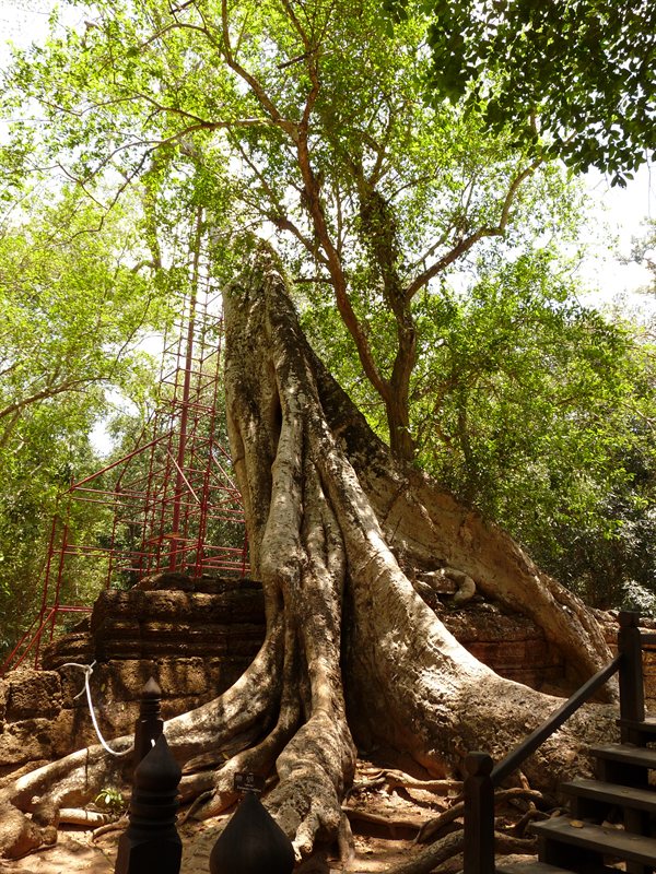 Giant tree roots at Ta Prohm, the Tomb Raider temple