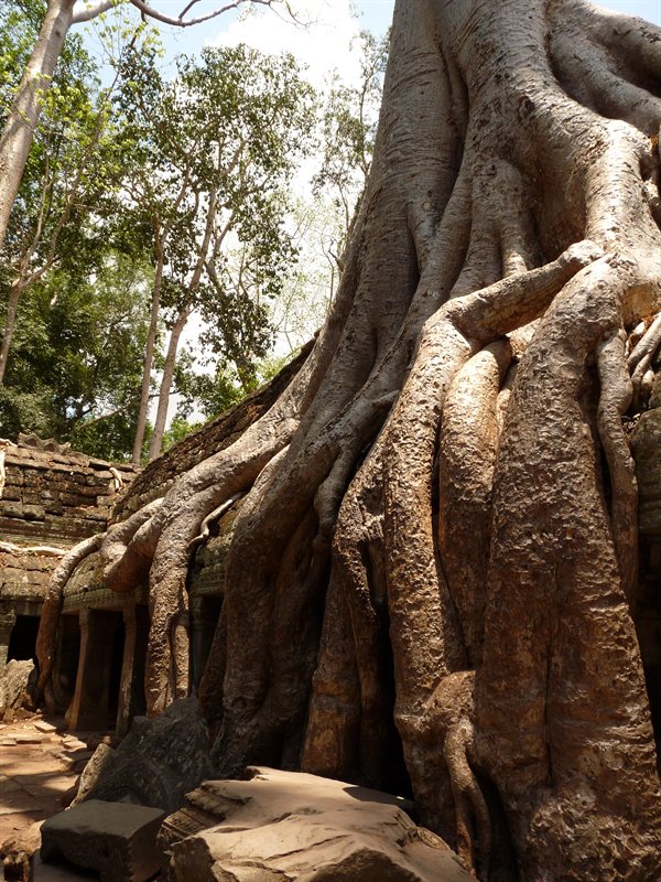 Ta Prohm, the Tomb Raider temple