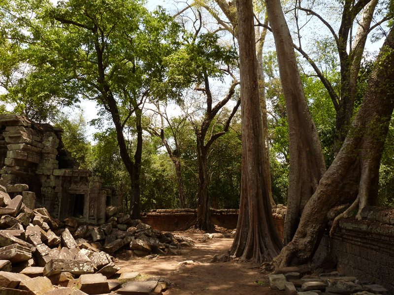 Ta Prohm, the Tomb Raider temple