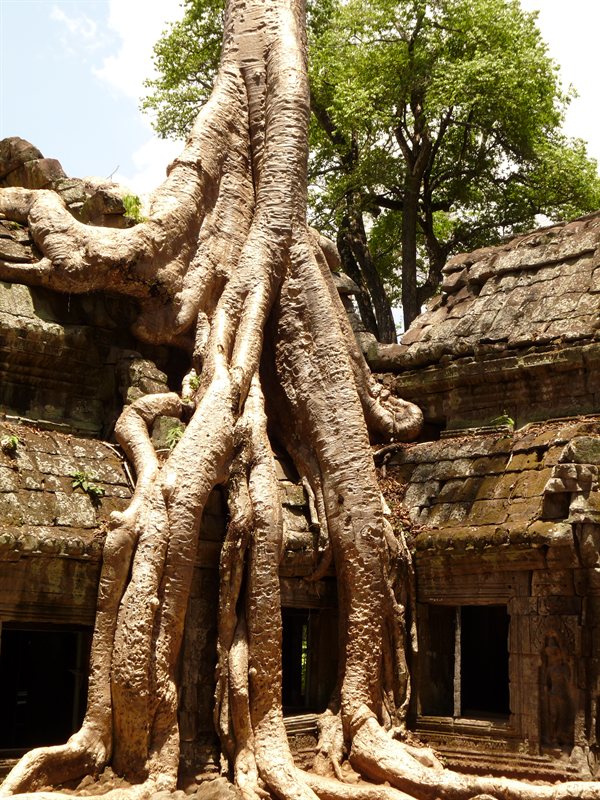 Ta Prohm, the Tomb Raider temple