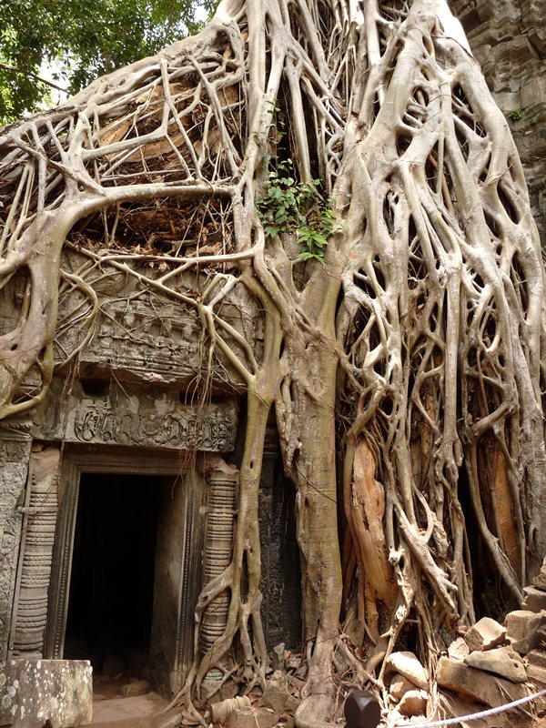 Ta Prohm, the Tomb Raider temple