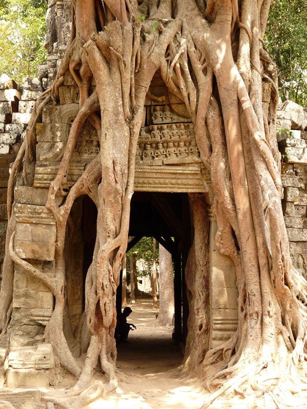 Strangler fig over the east gate at Ta Som