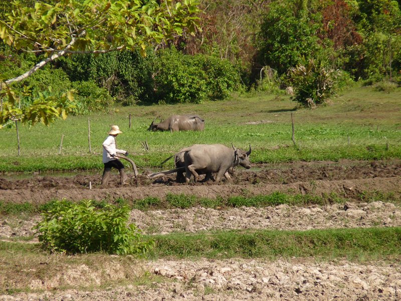 Water buffalo near Banteay Srei