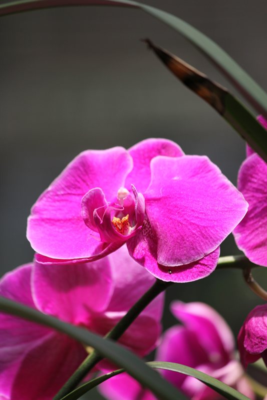 Orchids in the Botanical Gardens