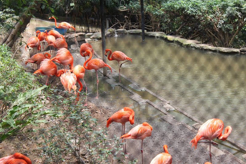 Flamingos in Hong Kong Zoo