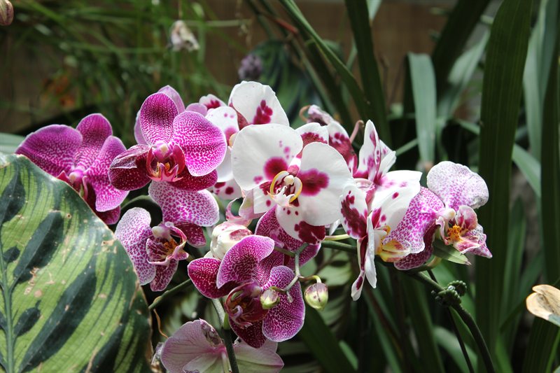 Orchids in the Botanical Gardens