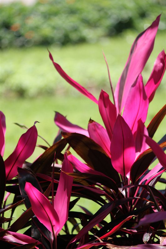 Flowers in the Botanical Gardens