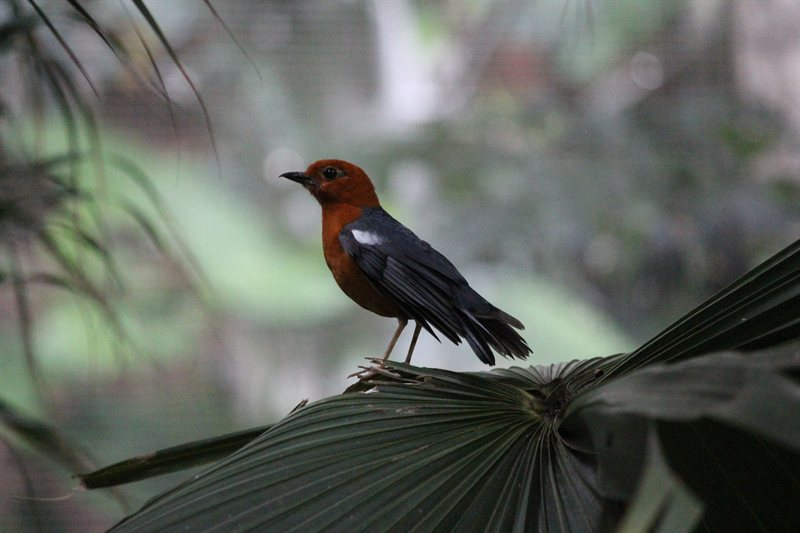 Songbird at the aviary at Hong Kong Park