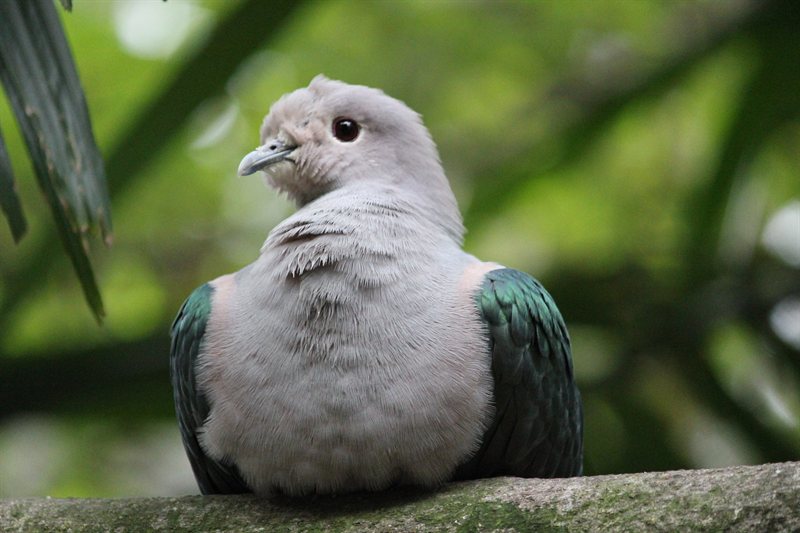 Emerald Dove at the aviary at Hong Kong Park