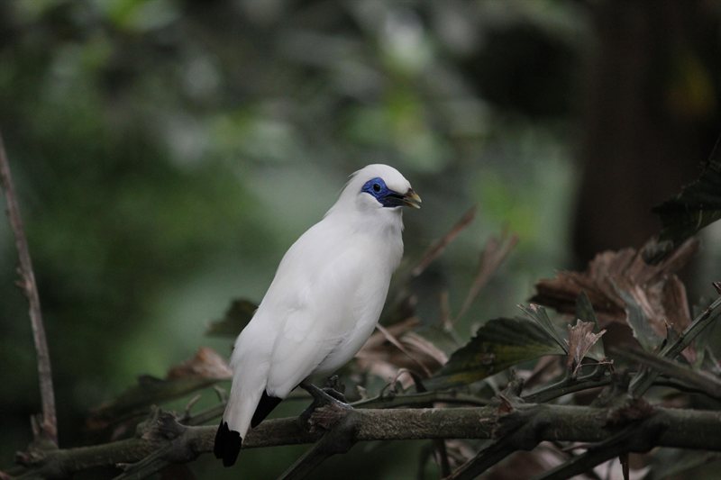Bali Myna at the aviary at Hong Kong Park